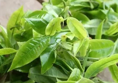 茶葉色選機的技術(shù)特性與應(yīng)用